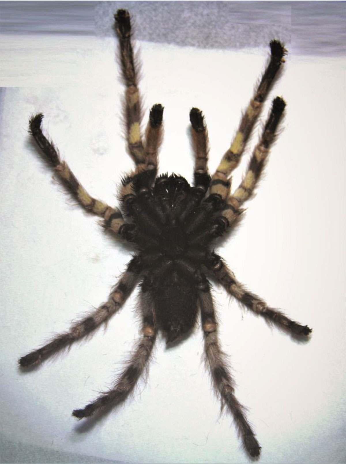 Underside
