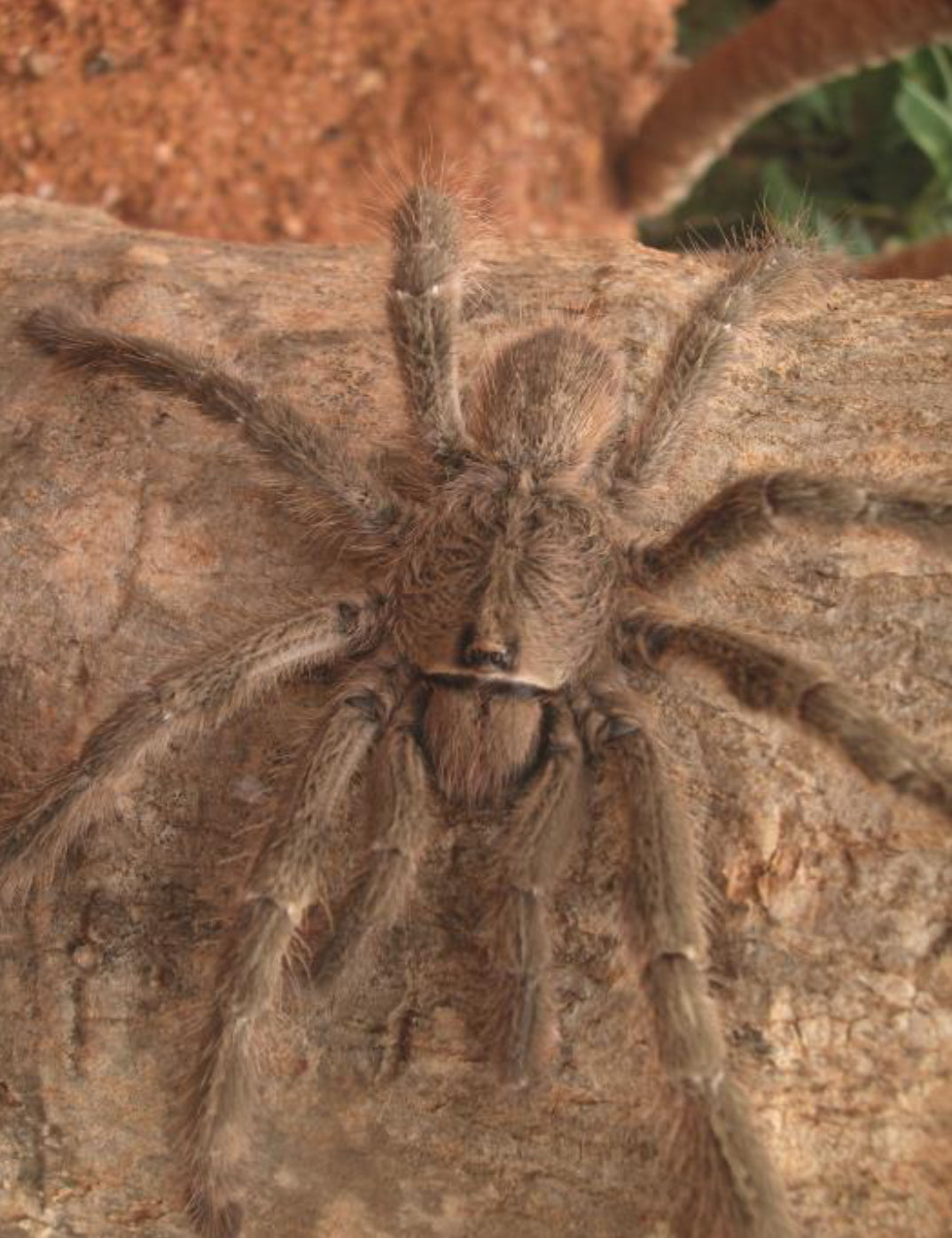 Male