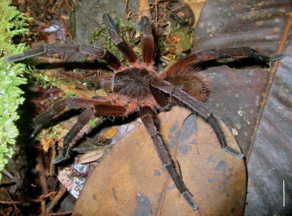 Male