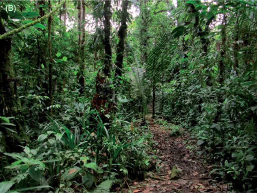 Habitat