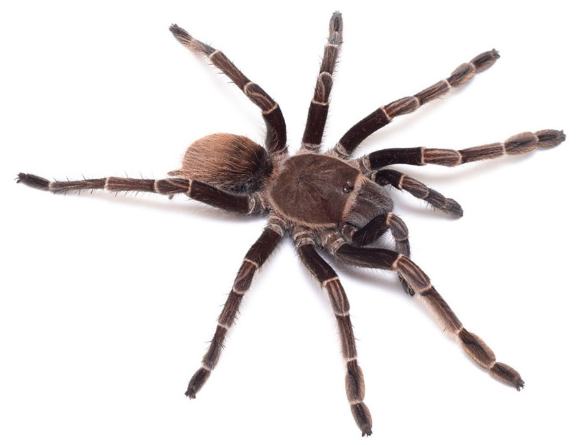Proshapalopus nondescriptus