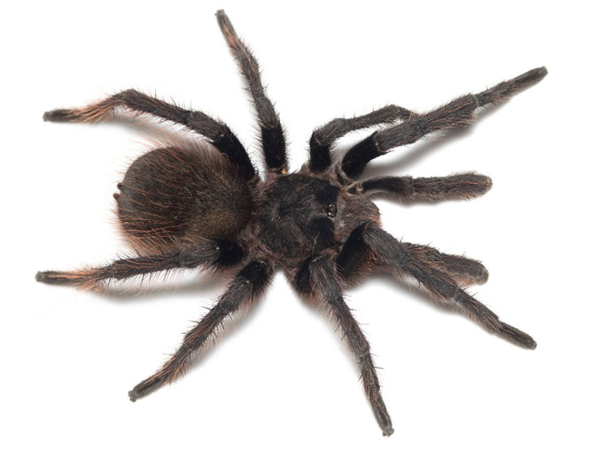 Male