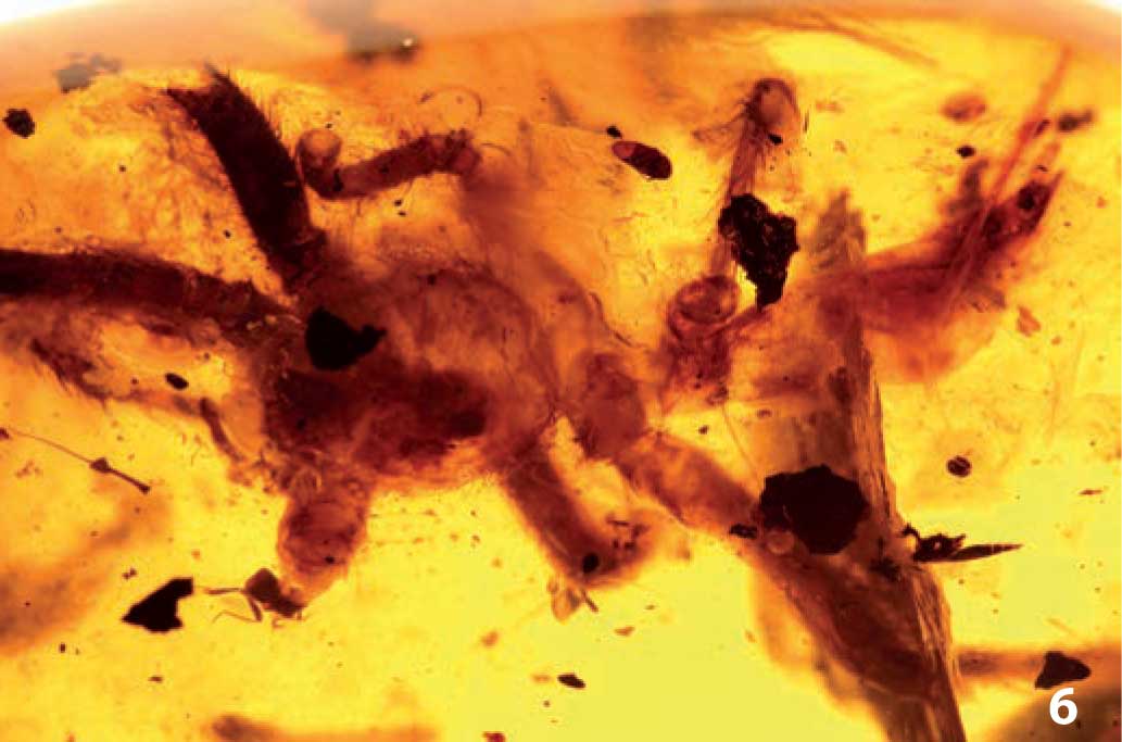 Protertheraphosa spinipes