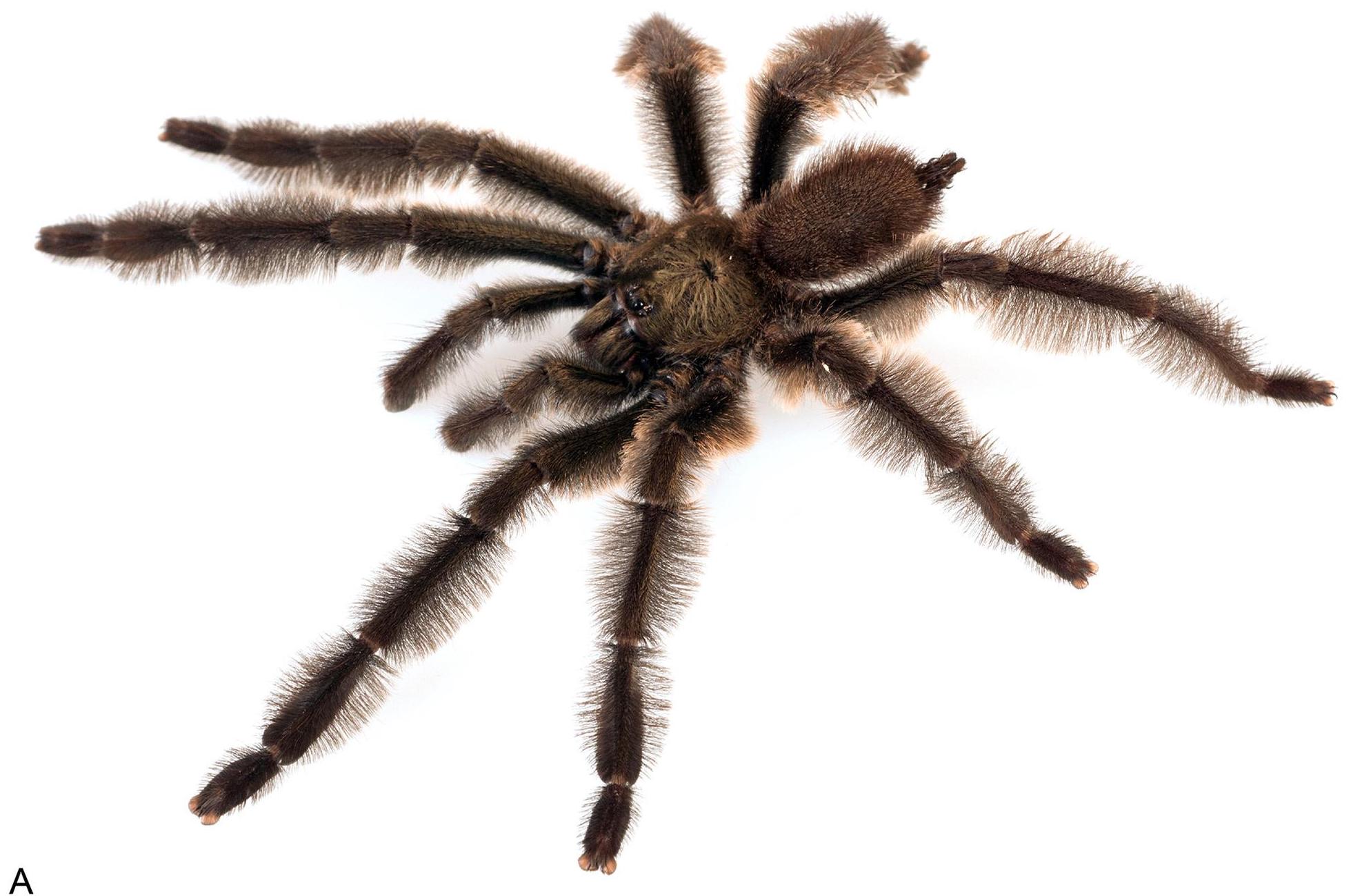 Psalmopoeus pristirana