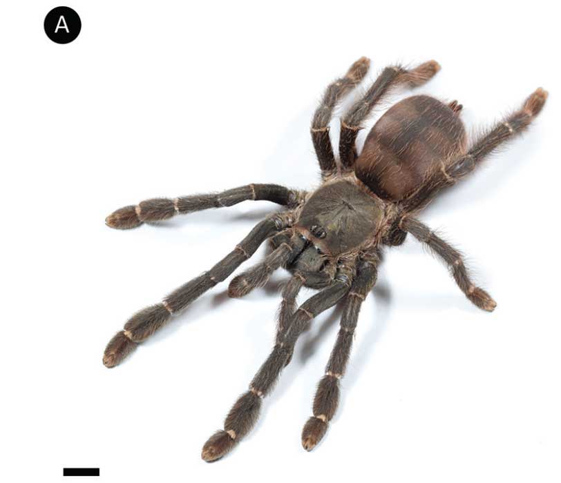 Amazonius burgessi