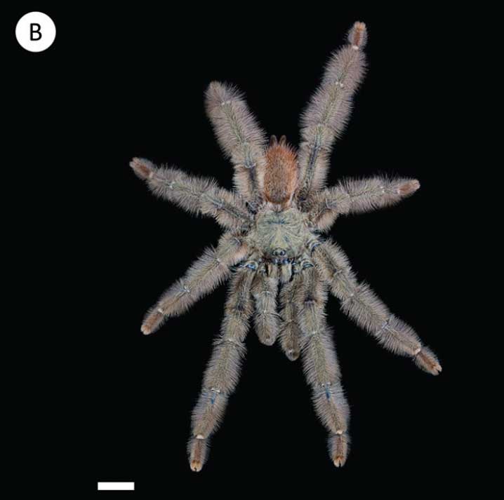 Male