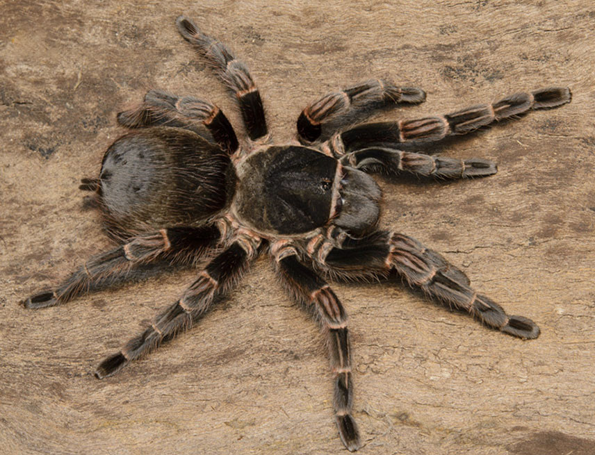 Pterinopelma roseum