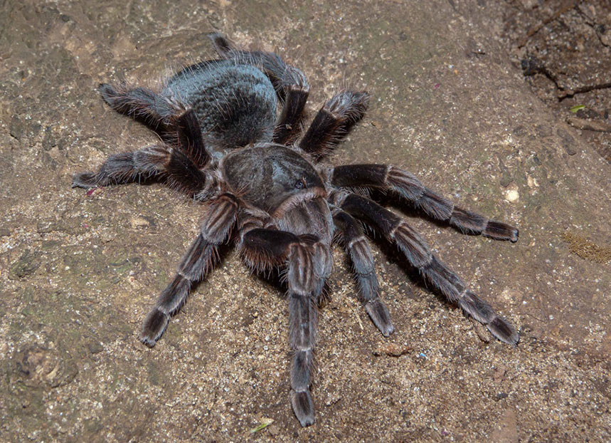 Pterinopelma vitiosum