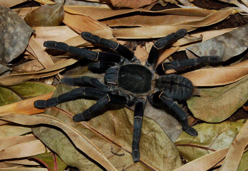 Cyriopagopus minax