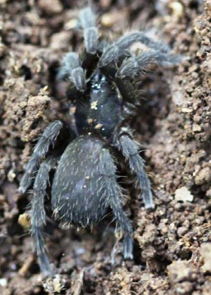 Sahydroaraneus sebastiani