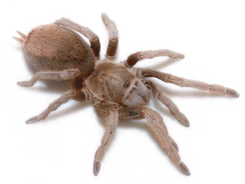 Sandinista lanceolatum