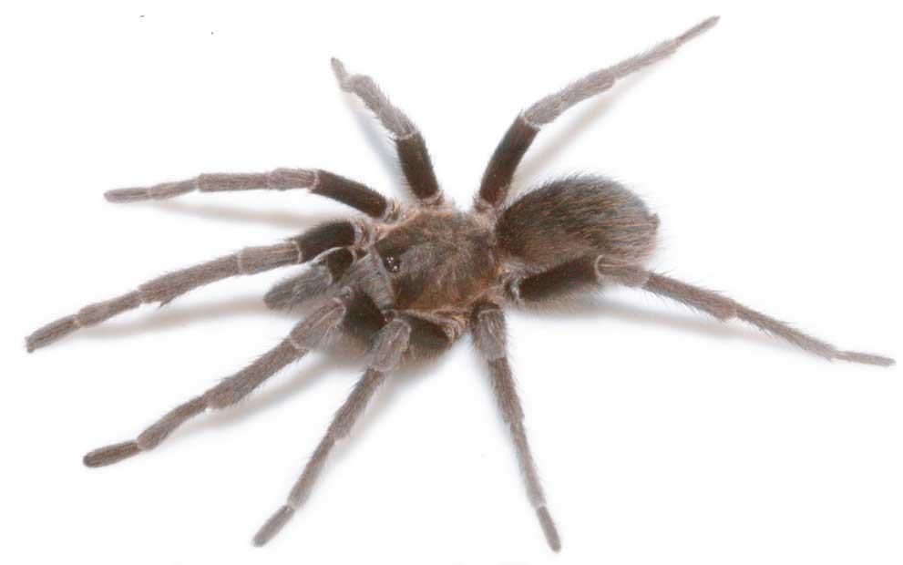 Male