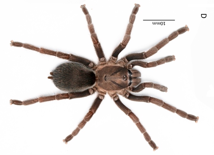 Selenocosmia anubis