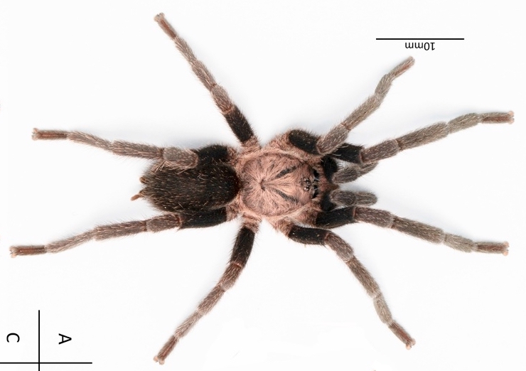 Male