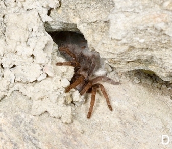 Burrow
