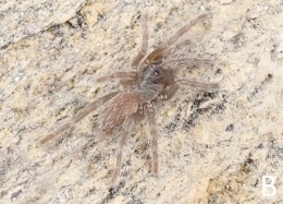 Sling