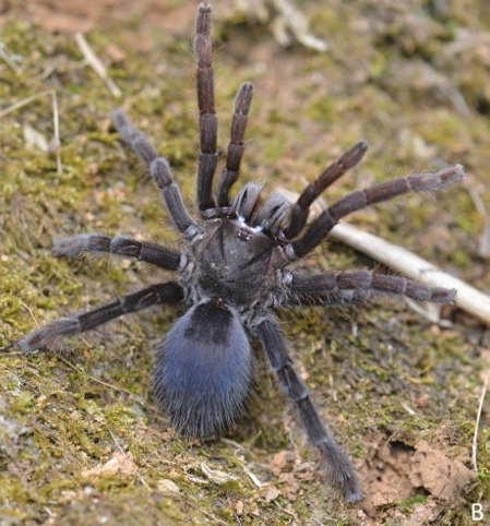 Selenocosmia longiembola