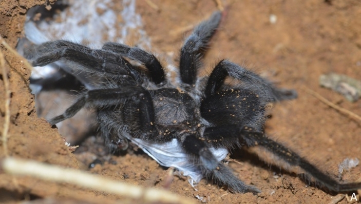 Male