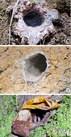 Burrow