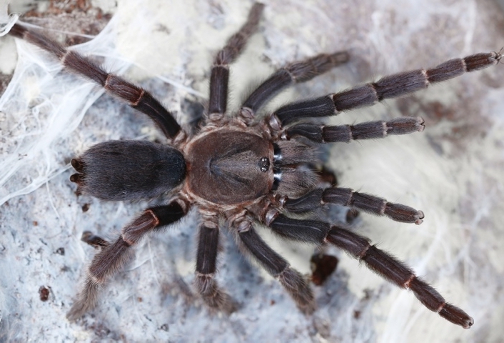 Selenocosmia qiani