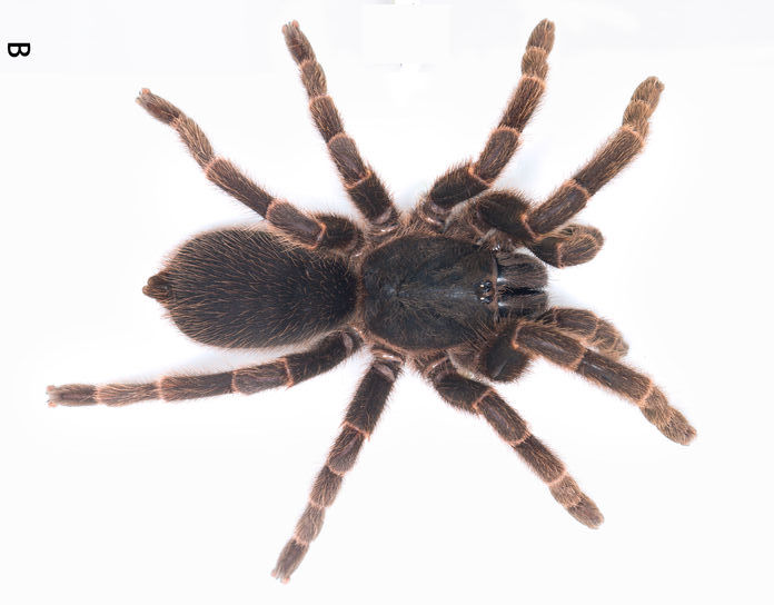 Selenocosmia zhangzhengi