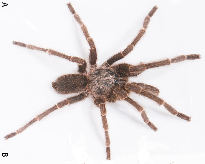 Male