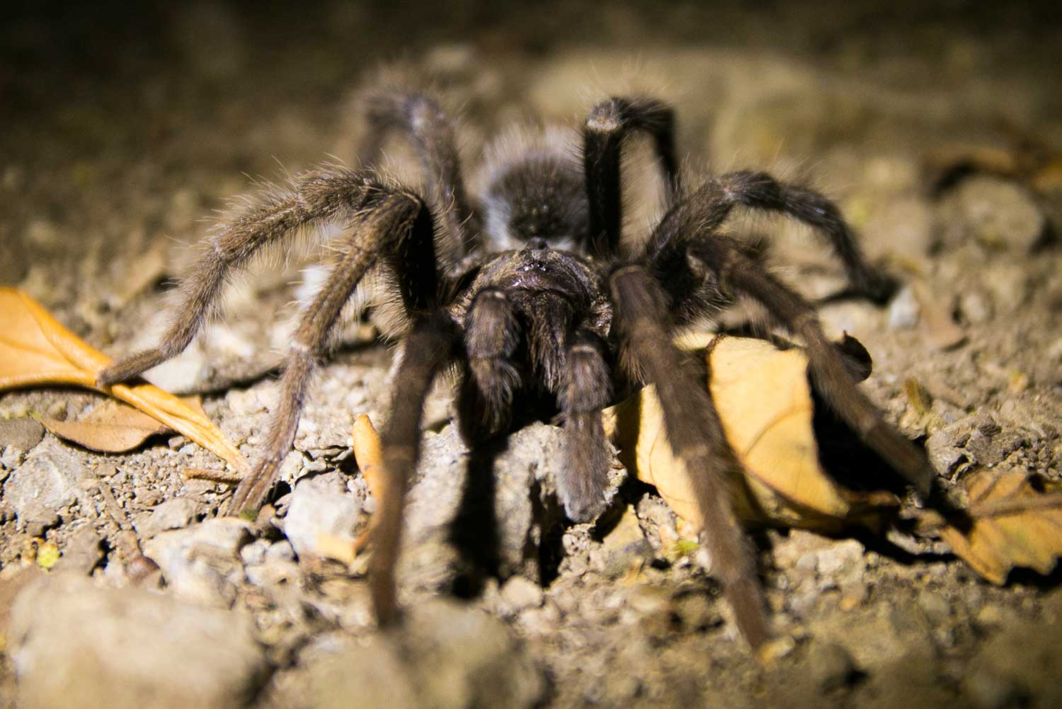 Male