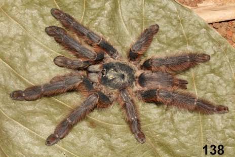 Tapinauchenius gretae