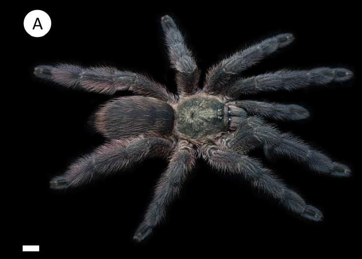 Tapinauchenius polybotes