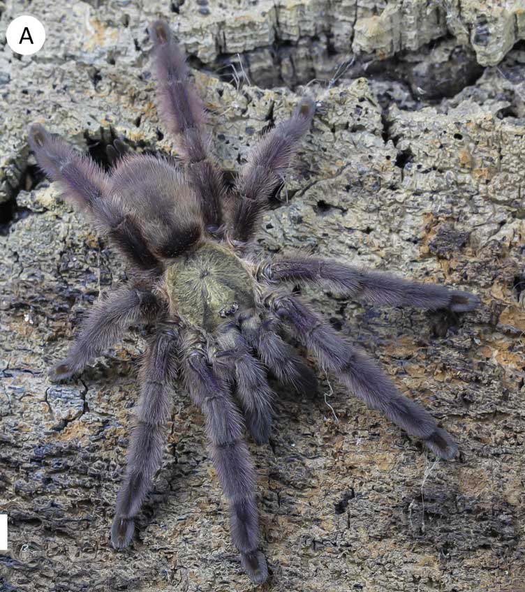 Tapinauchenius rasti