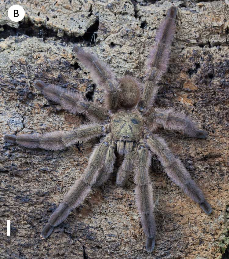 Male