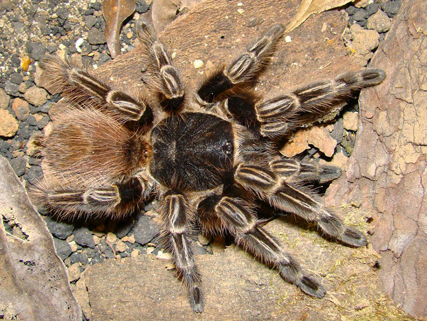 Tekoapora wacketi