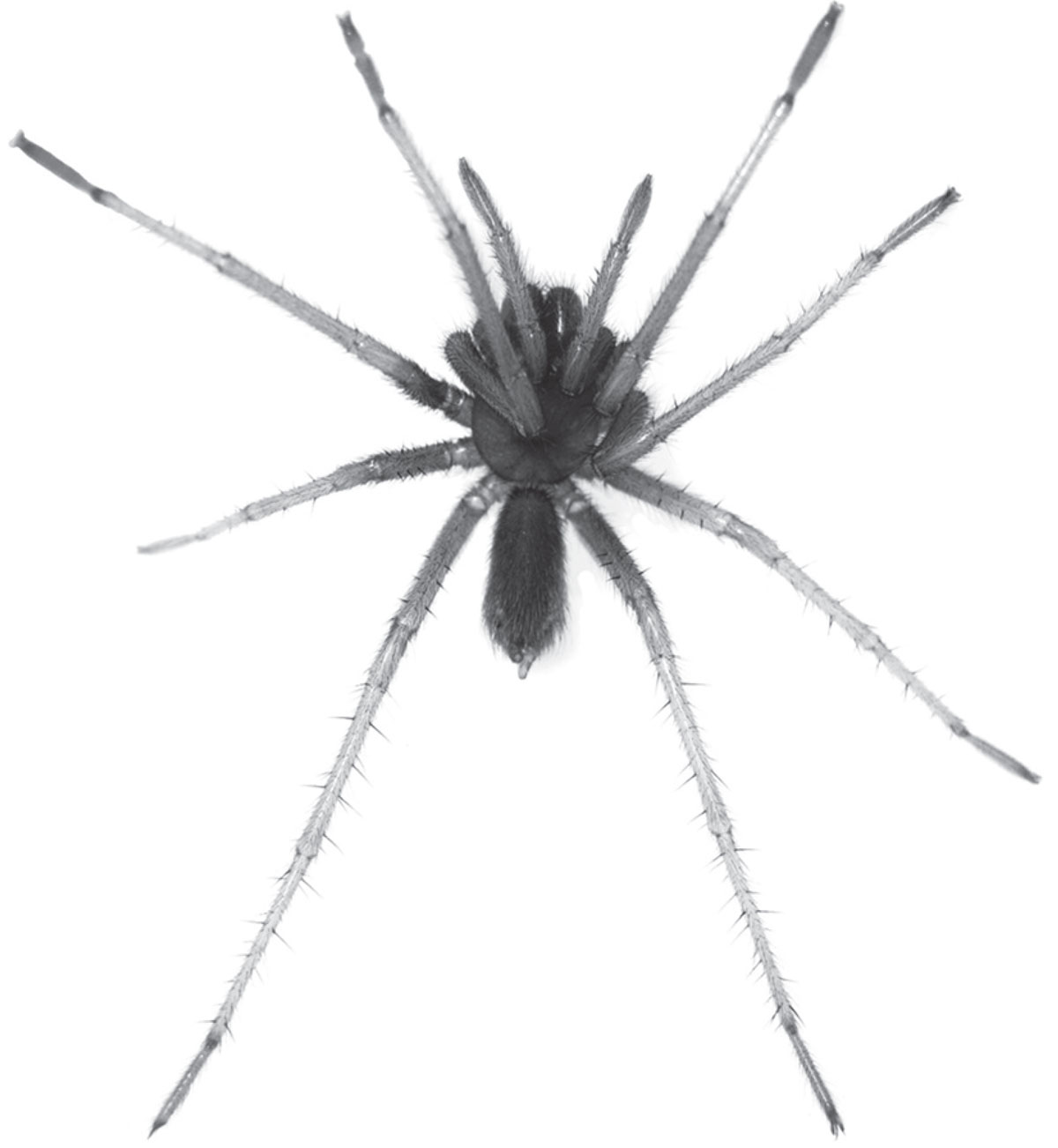 Tmesiphantes hypogeus