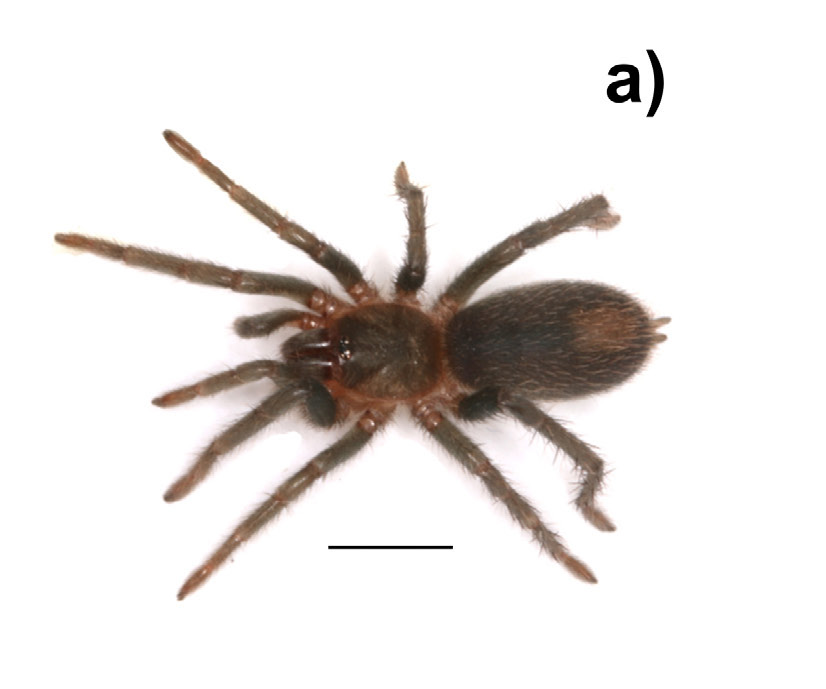 Tmesiphantes intiyaykuy