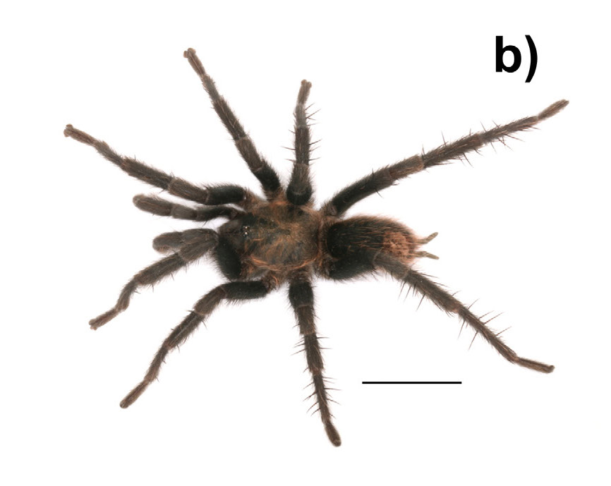 Male
