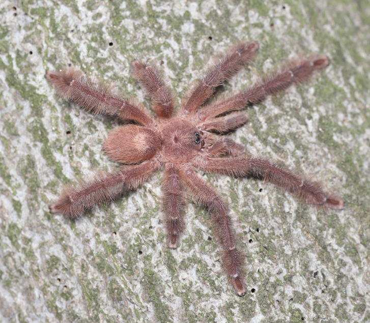 Male