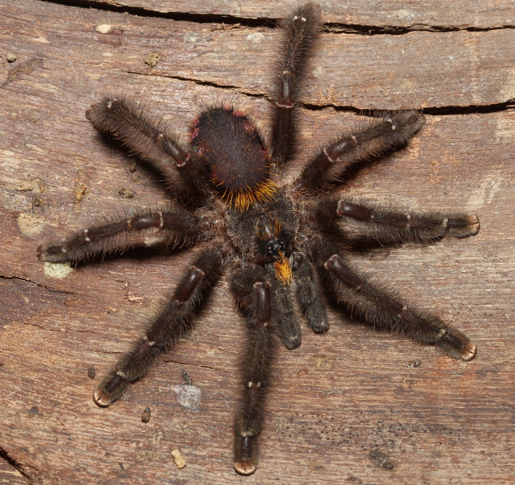 Male