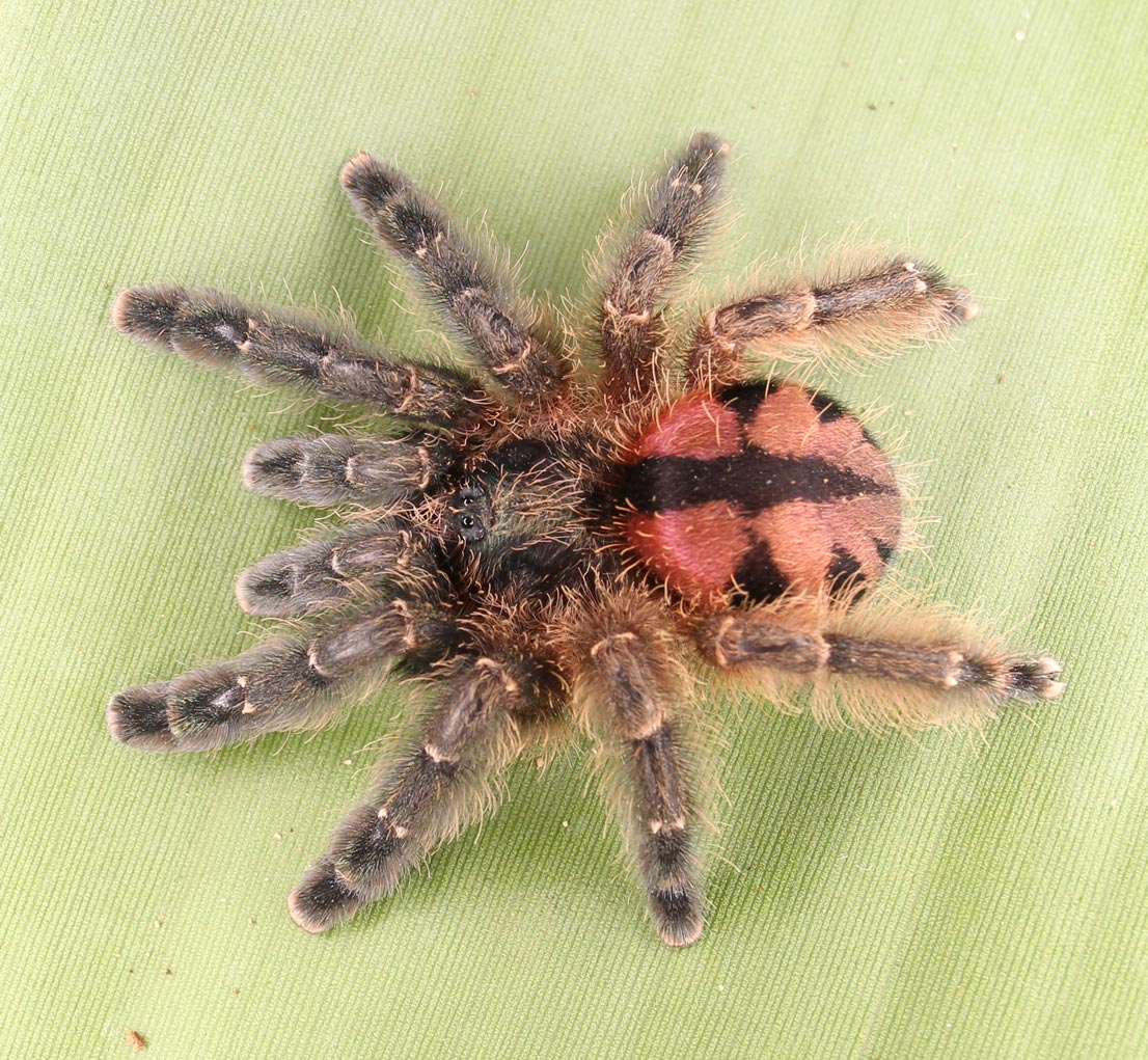 Typhochlaena curumim