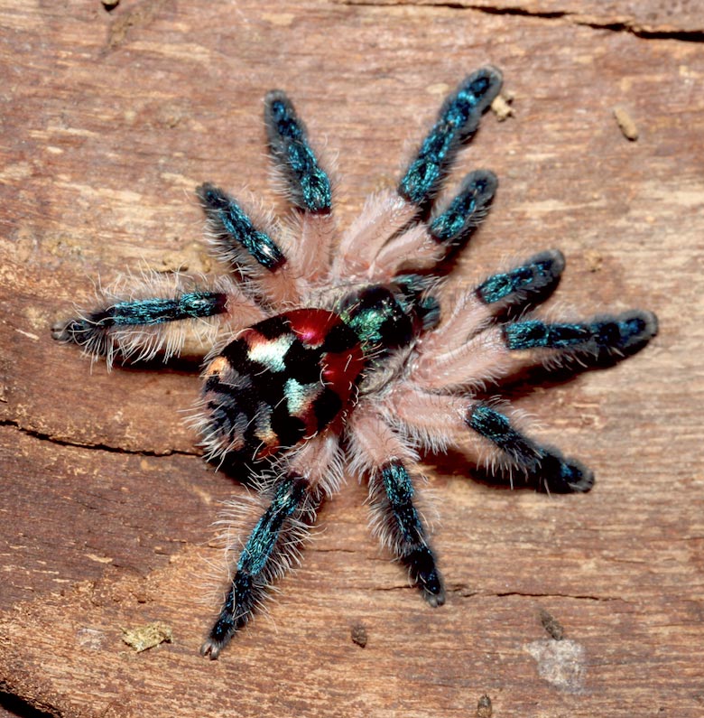 Female