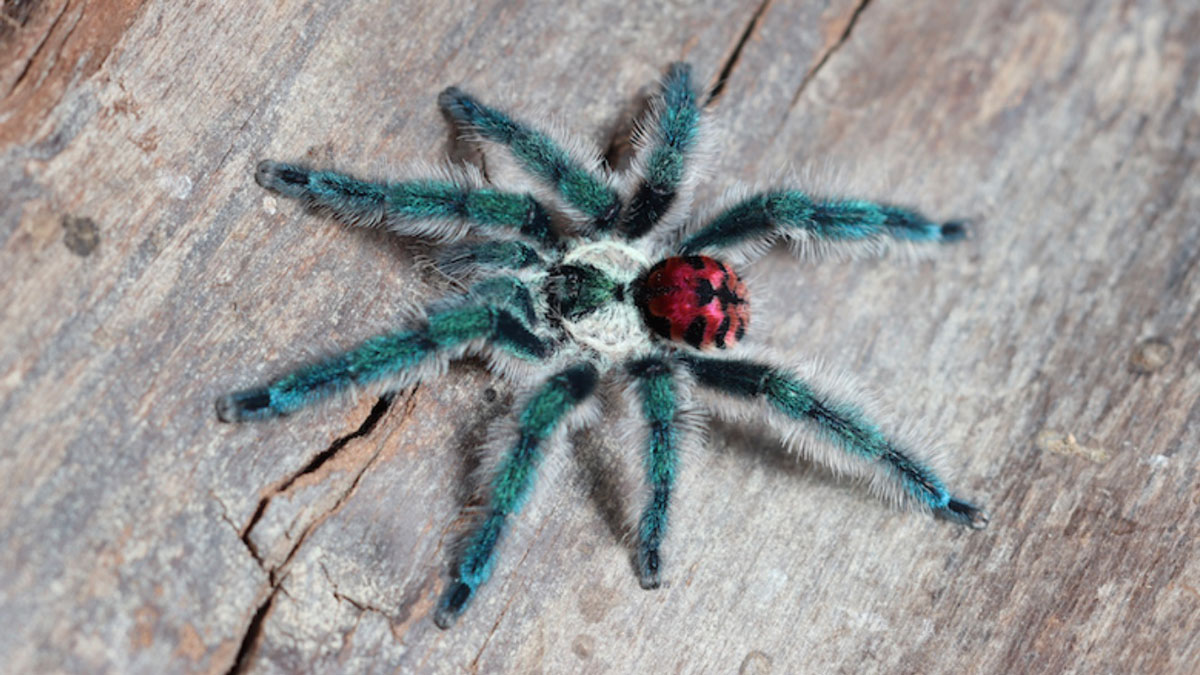 Male