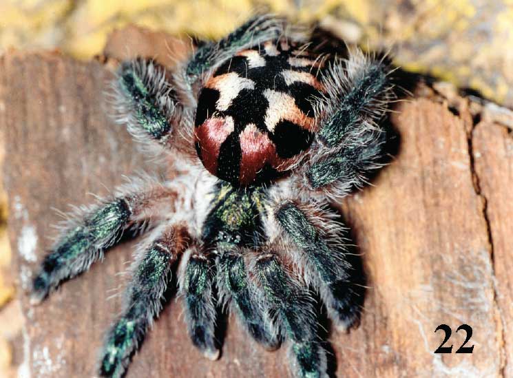 Typhochlaena seladonia 