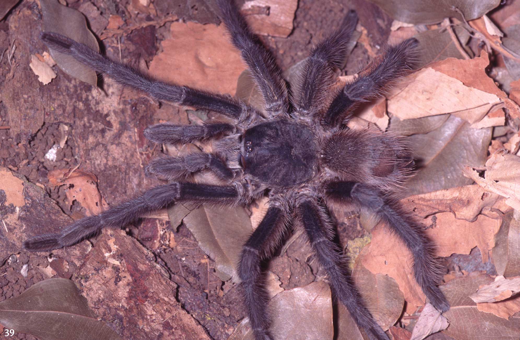 Vitalius restinga