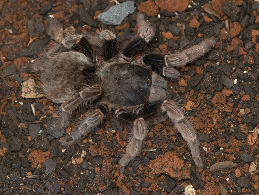 Vitalius australis