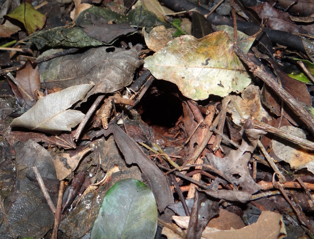 Burrow