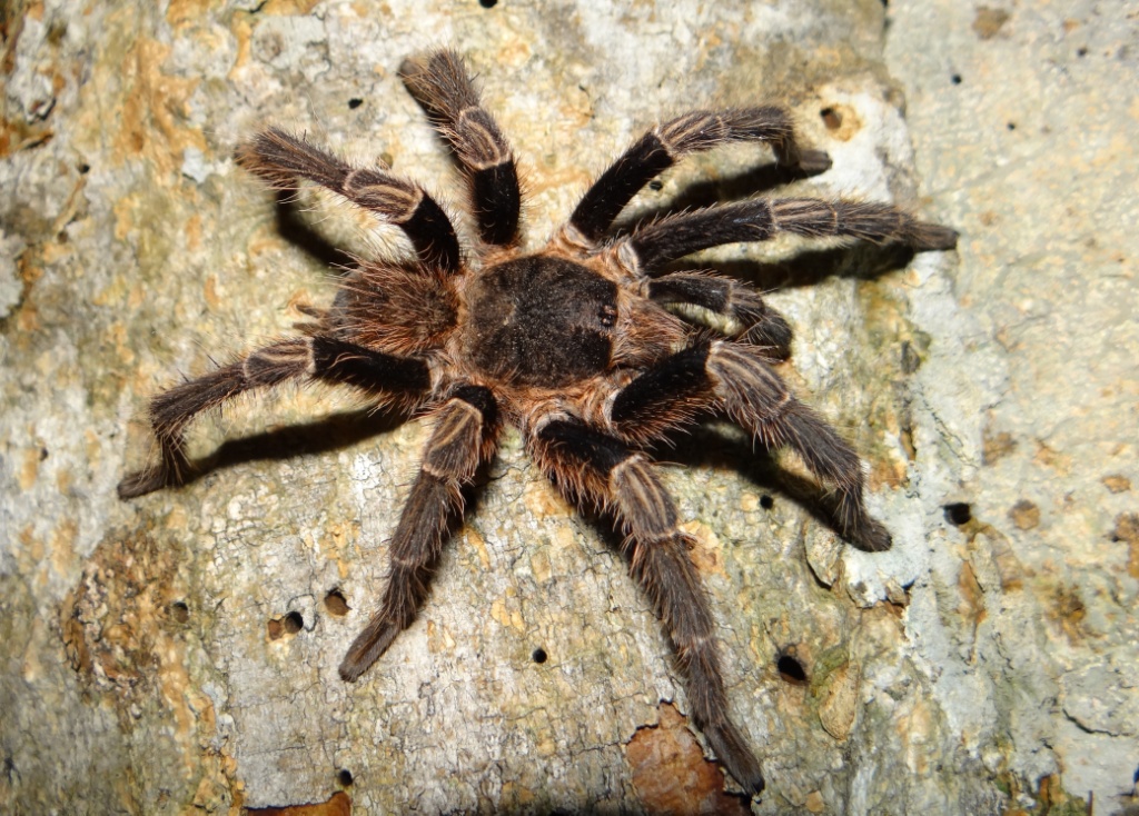 Vitalius paranaensis