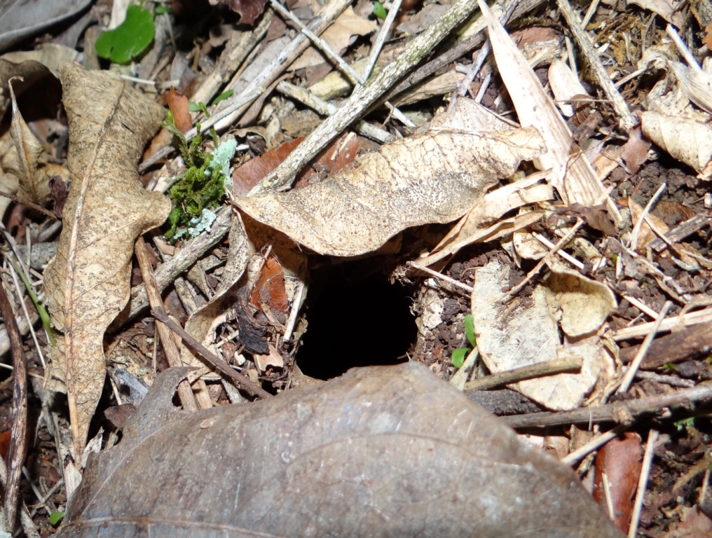 Burrow