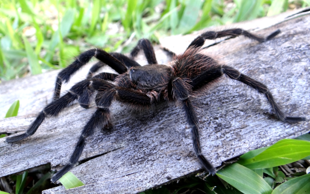 Male