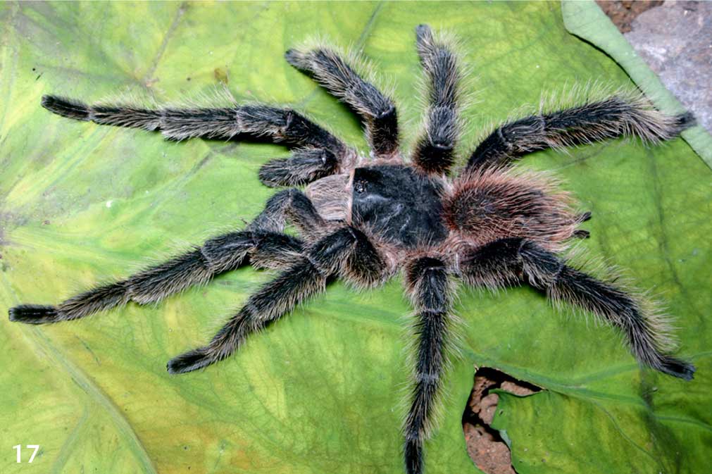 Male