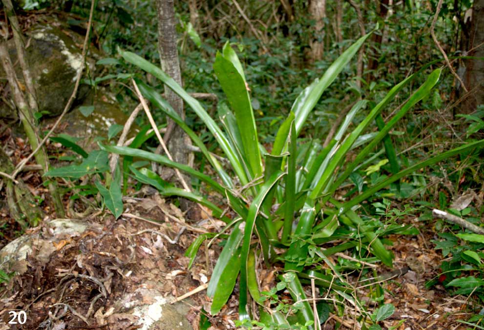 Habitat