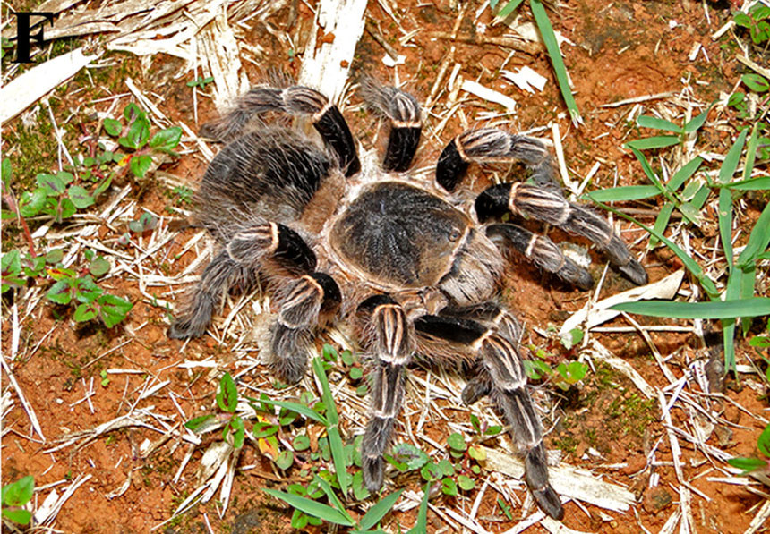 Vitalius sorocabae